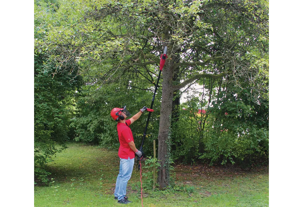 Απεικονίζεται το κονταροπρίονο